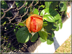 foto Rose